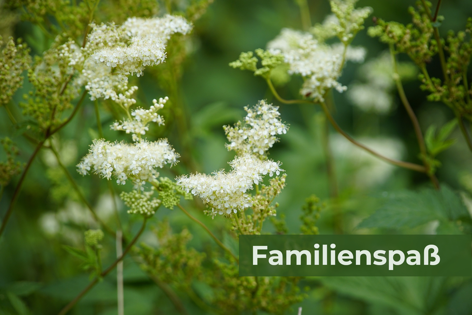 Kräuterwanderung – 16.08.2026 – Familienspaß- Die wilden Pflanzen der Kelten | Büren