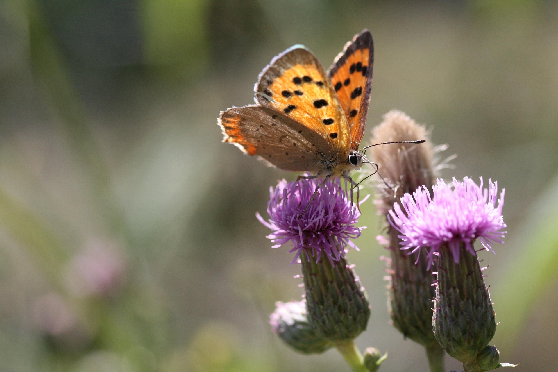 Kräuterwanderung – 23.08.2026 – Die Lieblingspflanzen von Wildbienen & Schmetterlingen | Büren